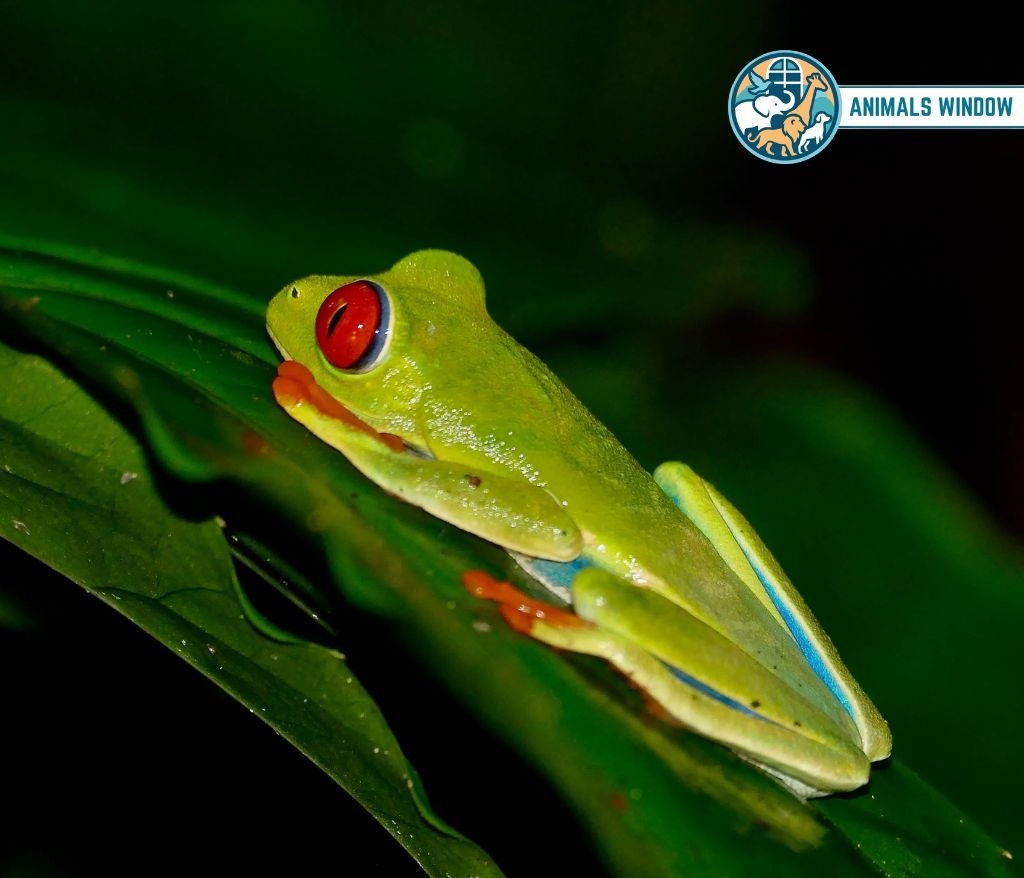 Red-Eyed Tree Frog Best Terrarium Animals