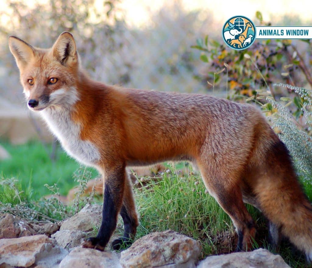 Red Fox Animal That Gallop
