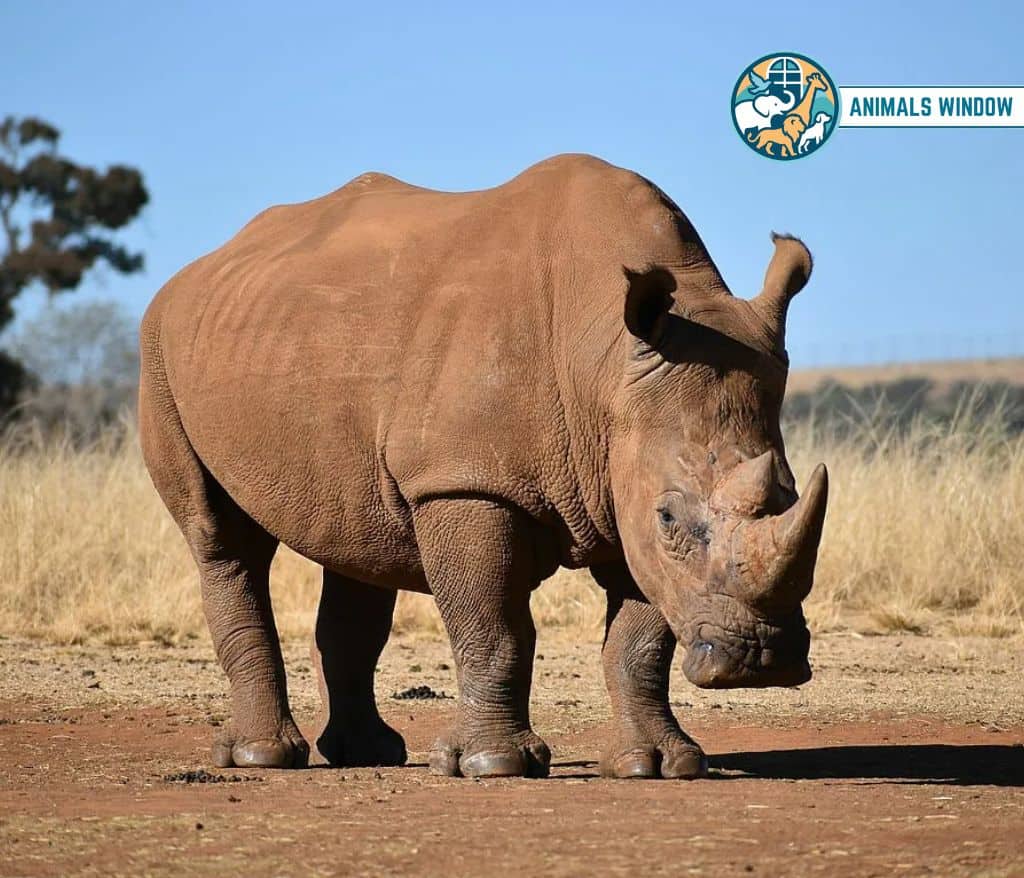 Rhinoceros Clumsy Animals