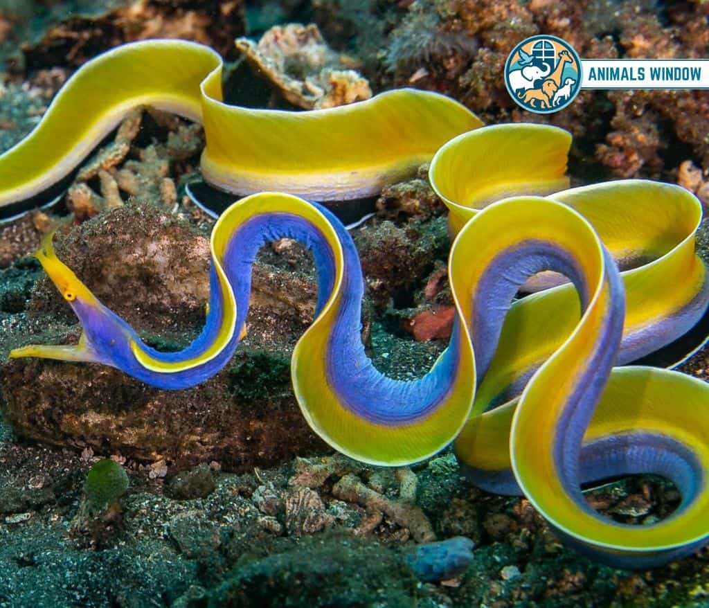 Ribbon Eel Blue Animal in the World