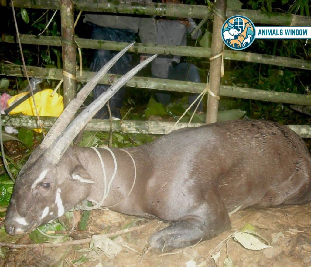 Saola Shy Animal in the World