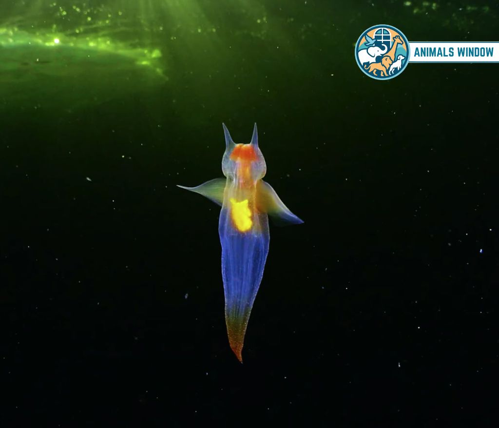 Sea Angel Animal Without Legs