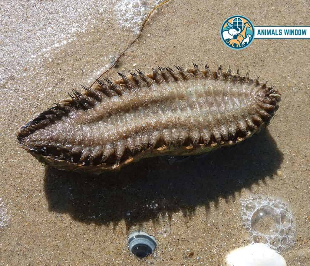 Sea Mouse Animals with Scales