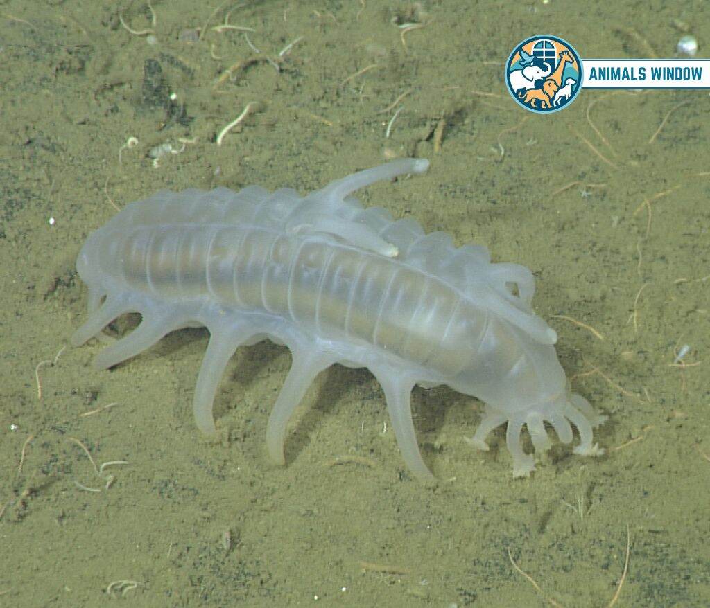 Sea Pig Animal With No Legs