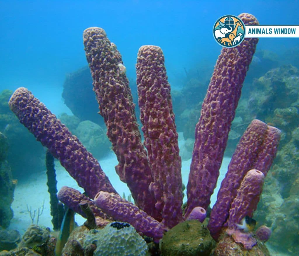 Sea Sponge Weak Animal in the World