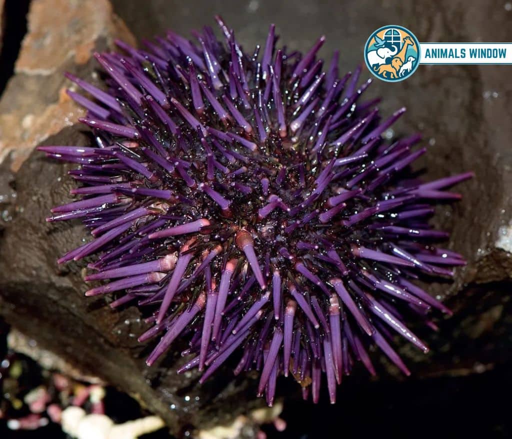 Sea Urchin Spiky Animals With Spikes, Scales, and Quills