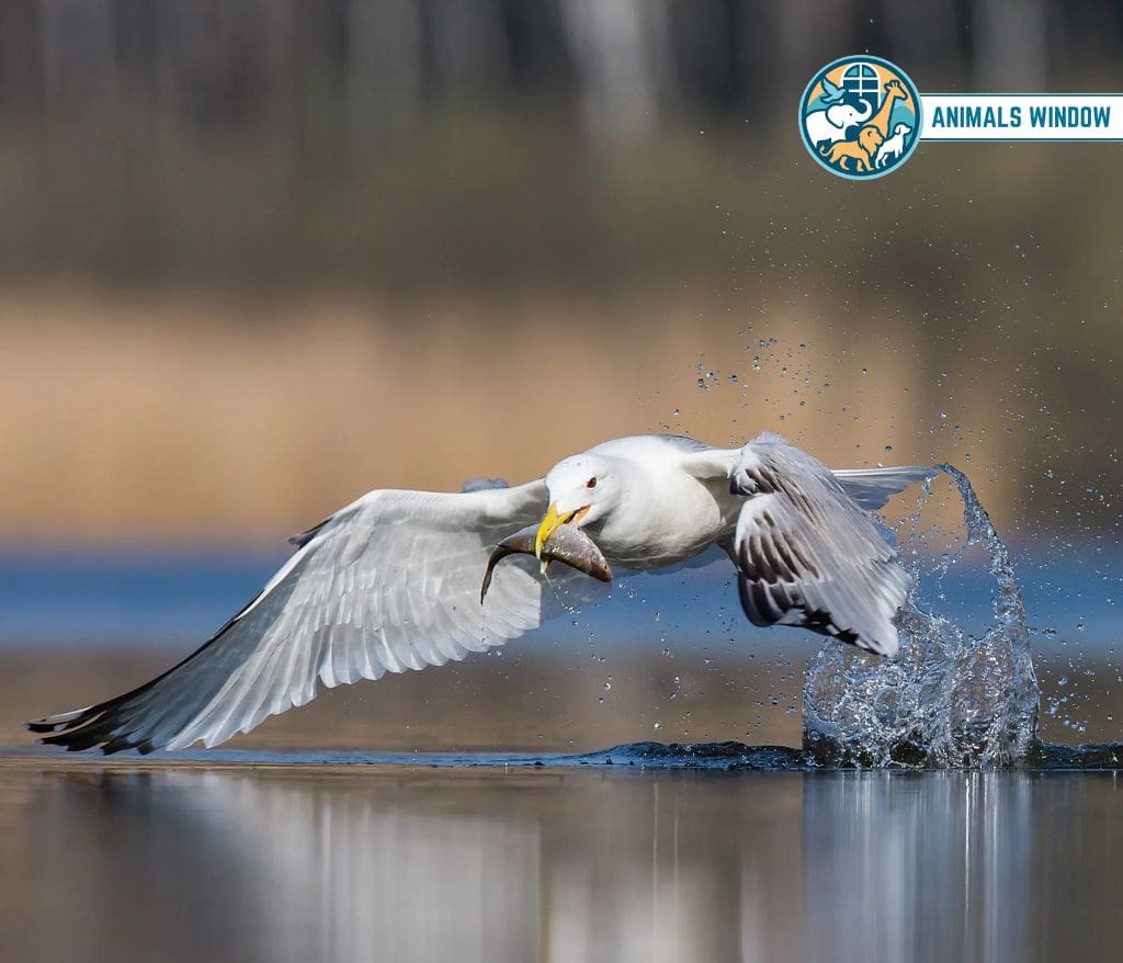 Seagull Greedy Animal