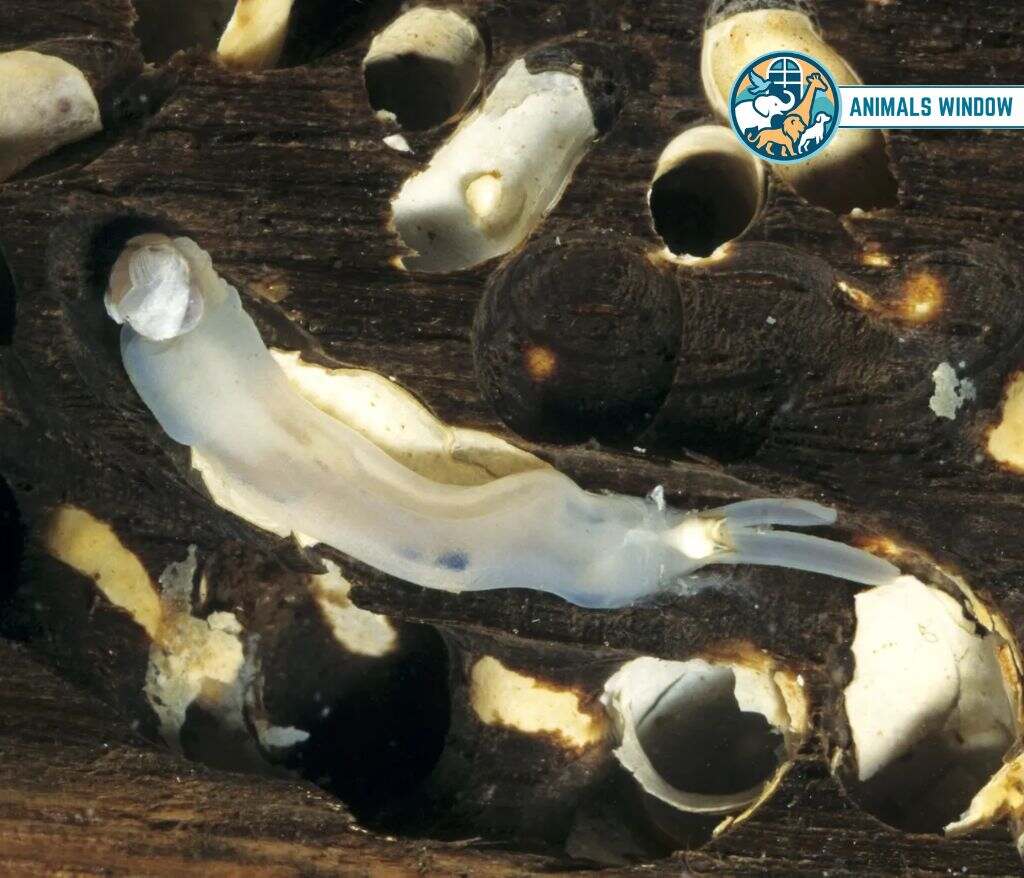 Shipworms Animal That Eat Wood