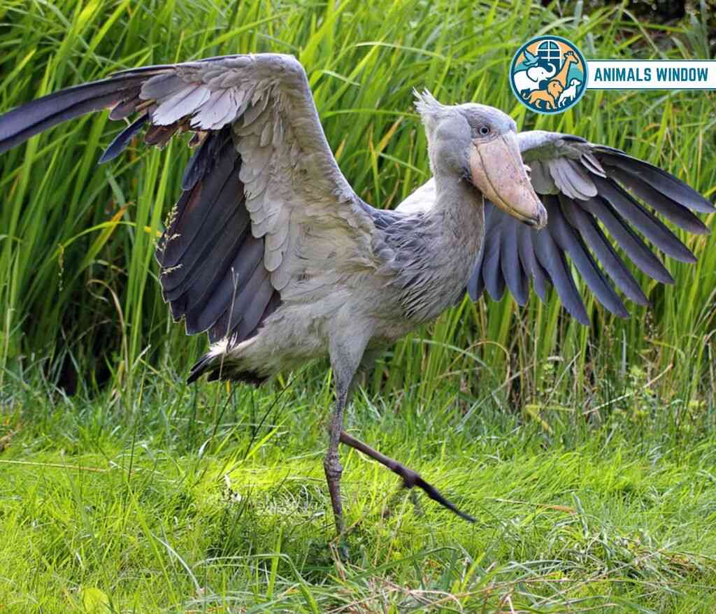Shoebill Animal with Feathers