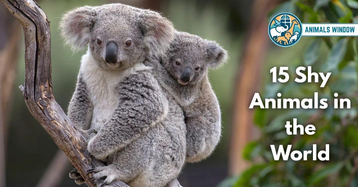 15 Shy Animals in the World (With Pictures and Unique Facts)