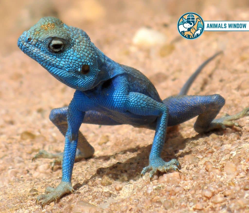 Sinai Agama Blue Animal