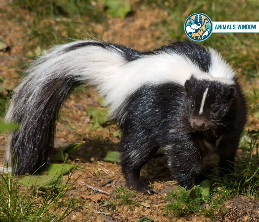 Skunk Animal Like Ferrets