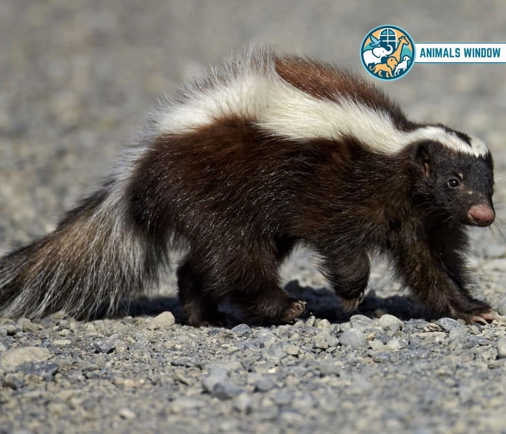 Skunk Animals That Eat Honey