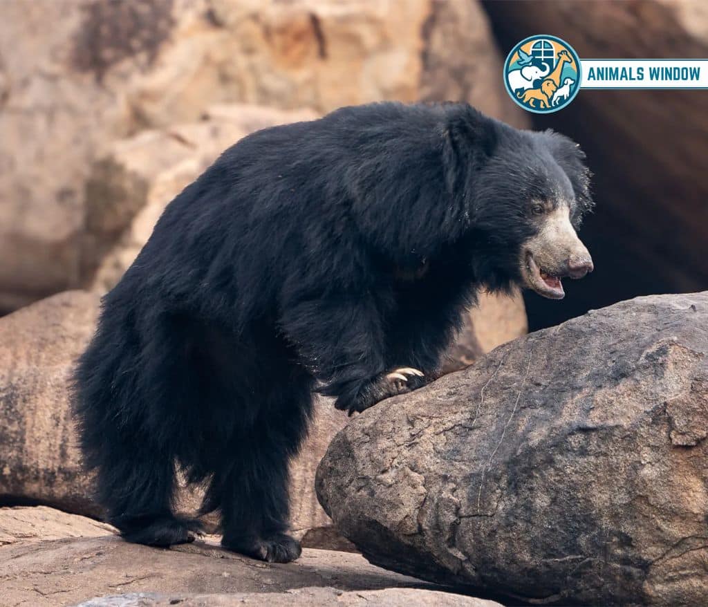 Sloth Bear Animal That Eat Honey