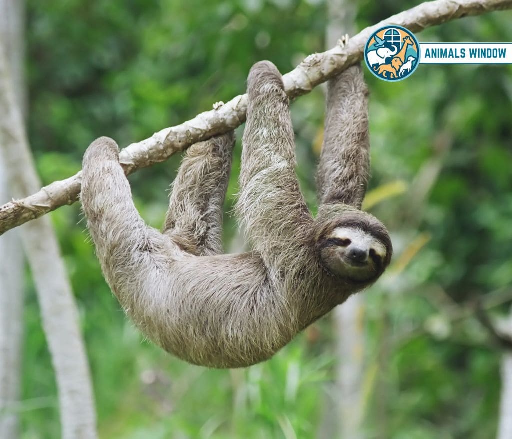 Sloth Clumsy Animal