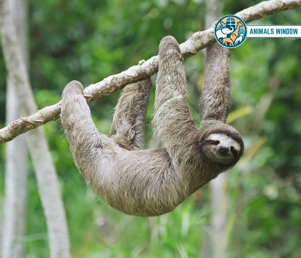 Sloth Weak Animal in the World
