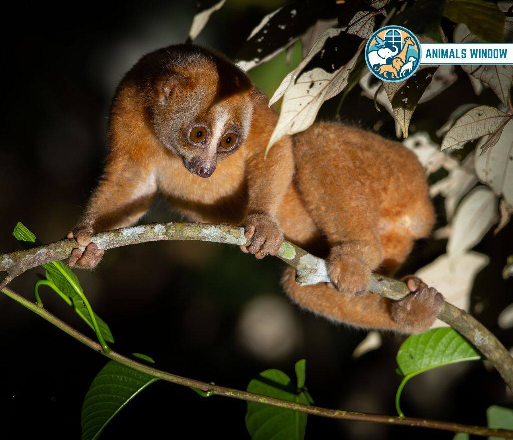 Slow Loris Animal with Opposable Thumbs (With Picture and Unique Facts)