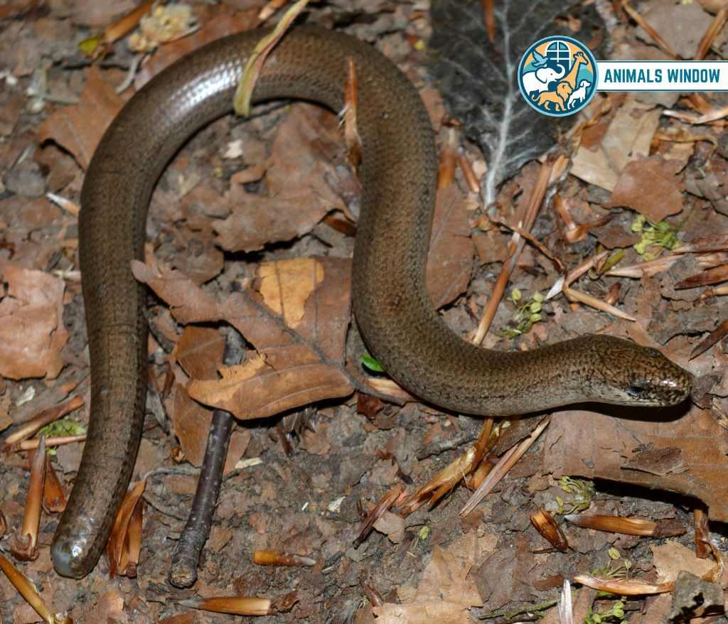 Slow Worm Animal Without Legs