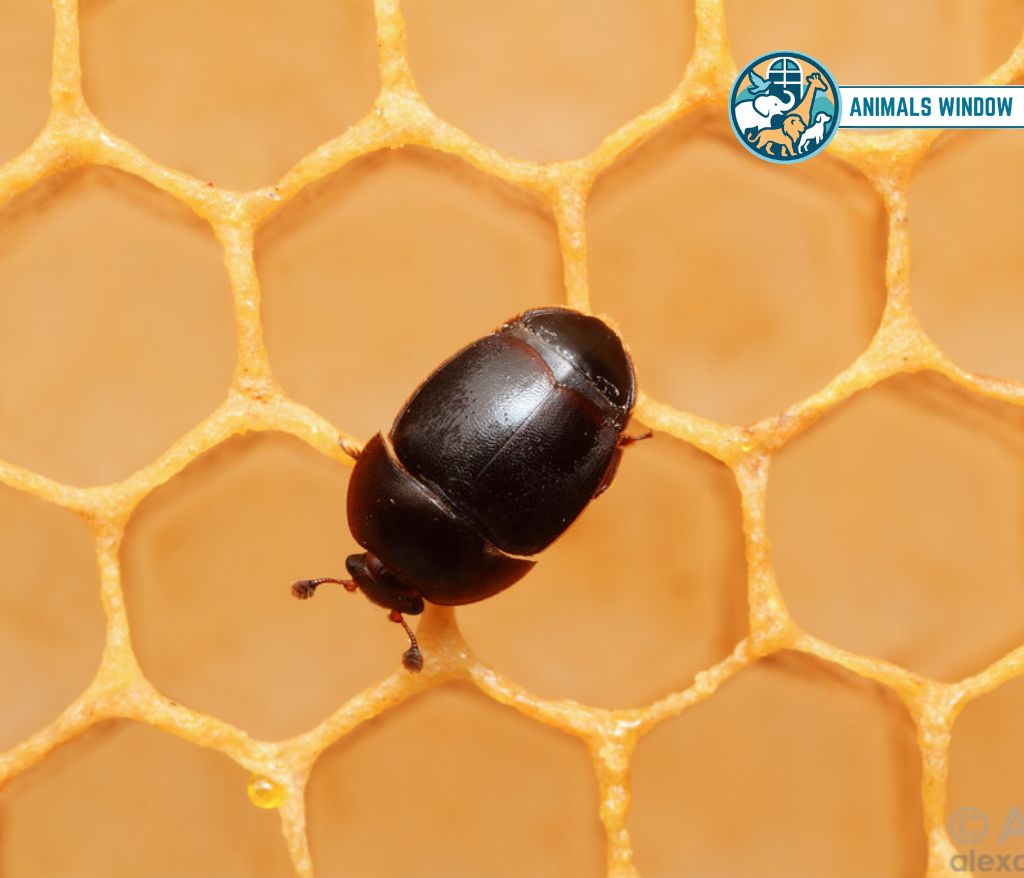 Small Hive Beetle Animals That Eat Honey