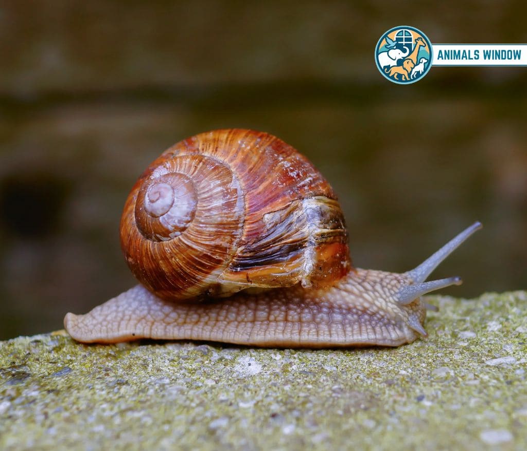Snail Weak Animal in the World