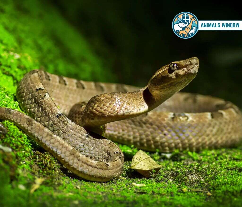 Snake Animal Without Legs