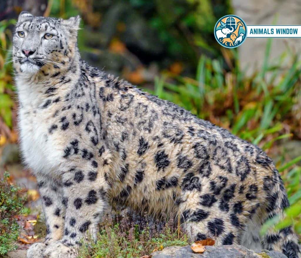 Snow Leopard Shy Animals in the World