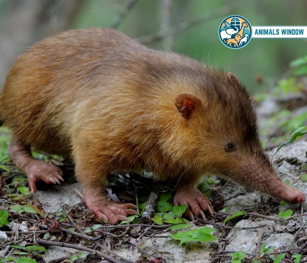Solenodon Clumsy Animal