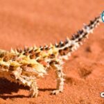 15 Spiky Animals With Spikes, Scales, and Quills (Pictures and Unique Facts)