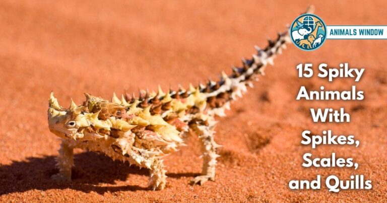 15 Spiky Animals With Spikes, Scales, and Quills (Pictures and Unique Facts)