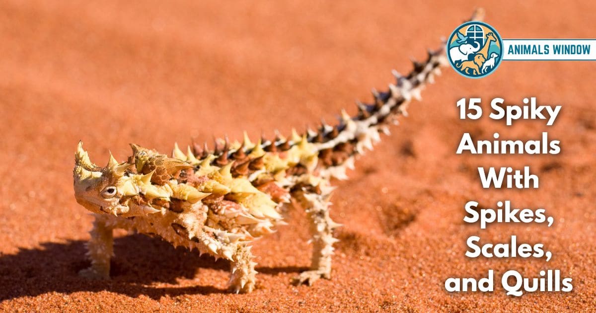 15 Spiky Animals With Spikes, Scales, and Quills (Pictures and Unique Facts)