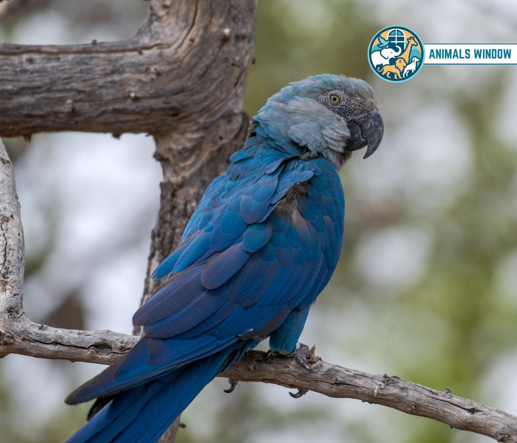 Spix's Macaw Blue Animal in the World