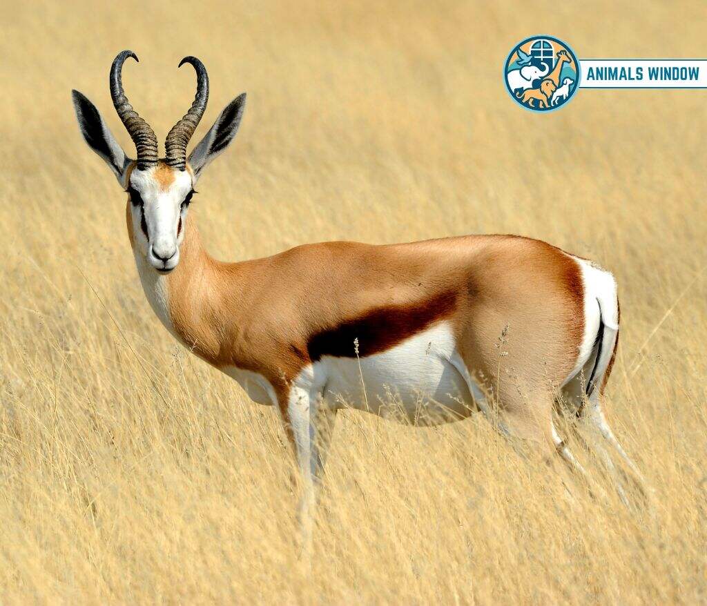 Springbok Animal That Gallop