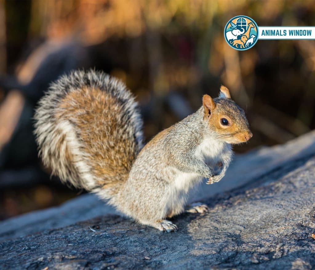 Squirrel Greedy Animal