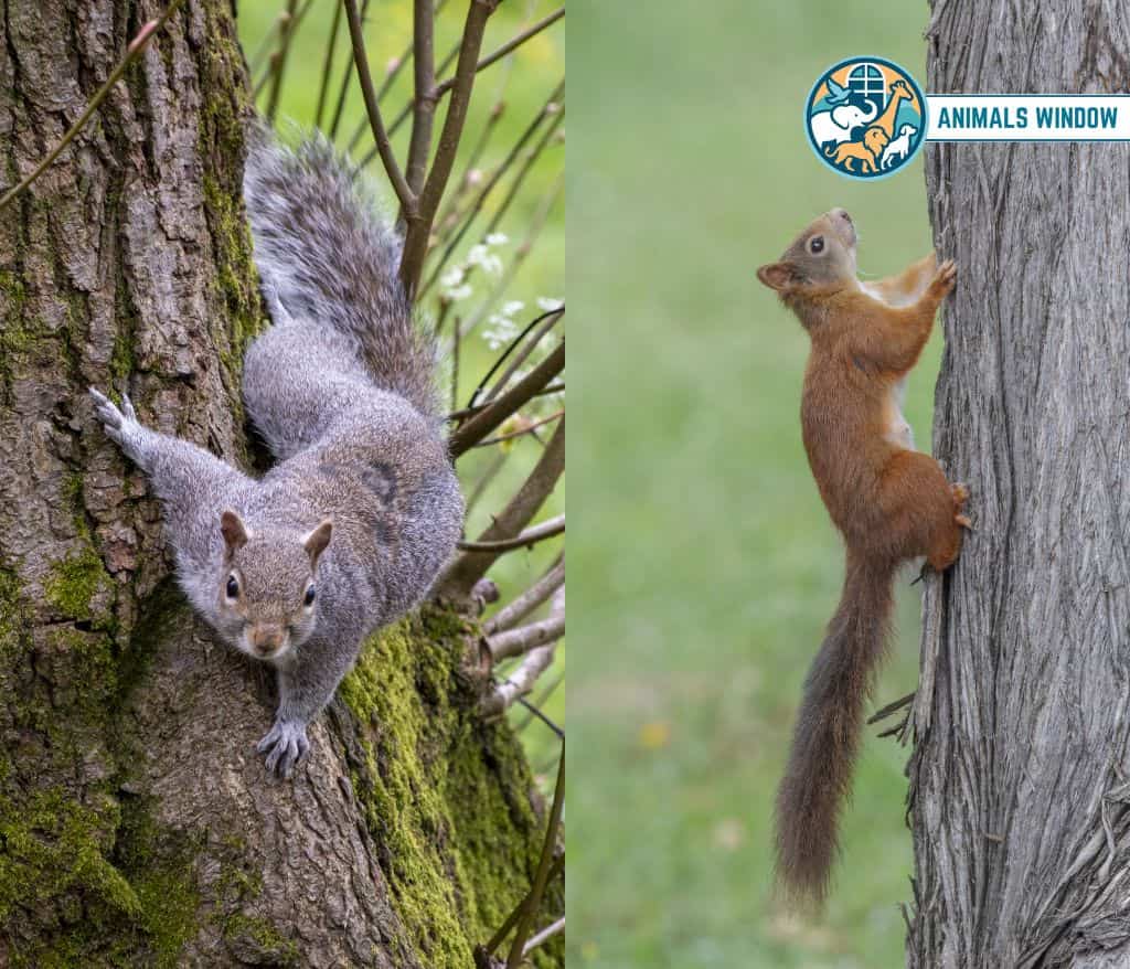 Squirrels Animals That Eat Wood