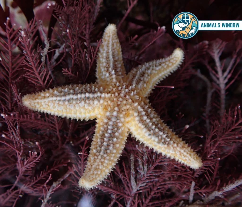 Starfish (Sea Star) Weak Animal in the World