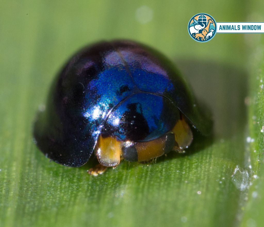 Steel Blue Ladybird Blue Animals in the World