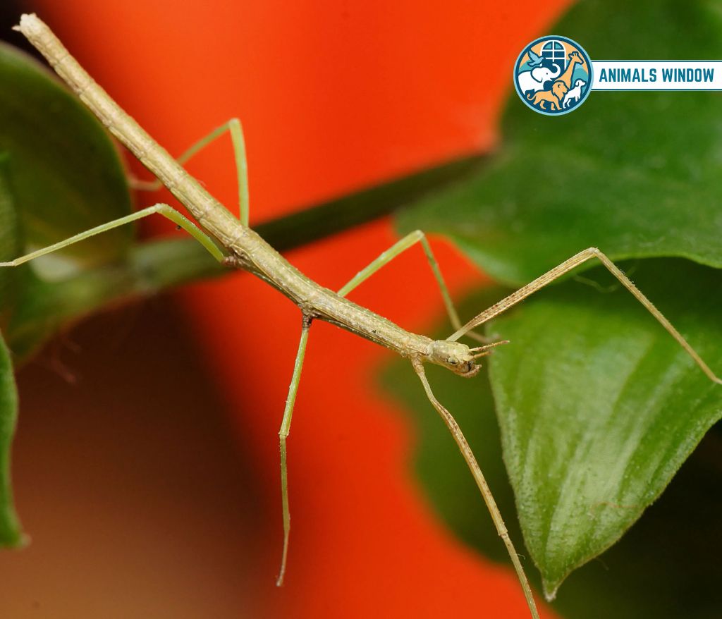 Stick Insect Best Terrarium Animal