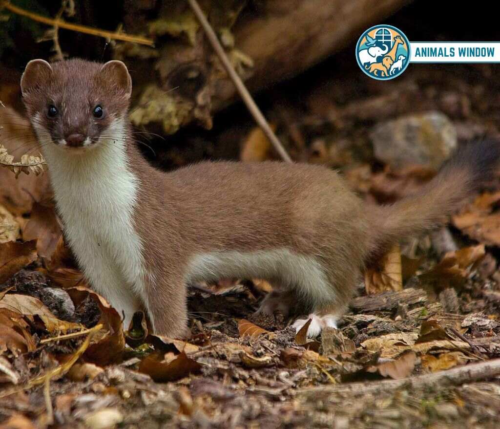 Stoat (Ermine) Animal similar Ferrets