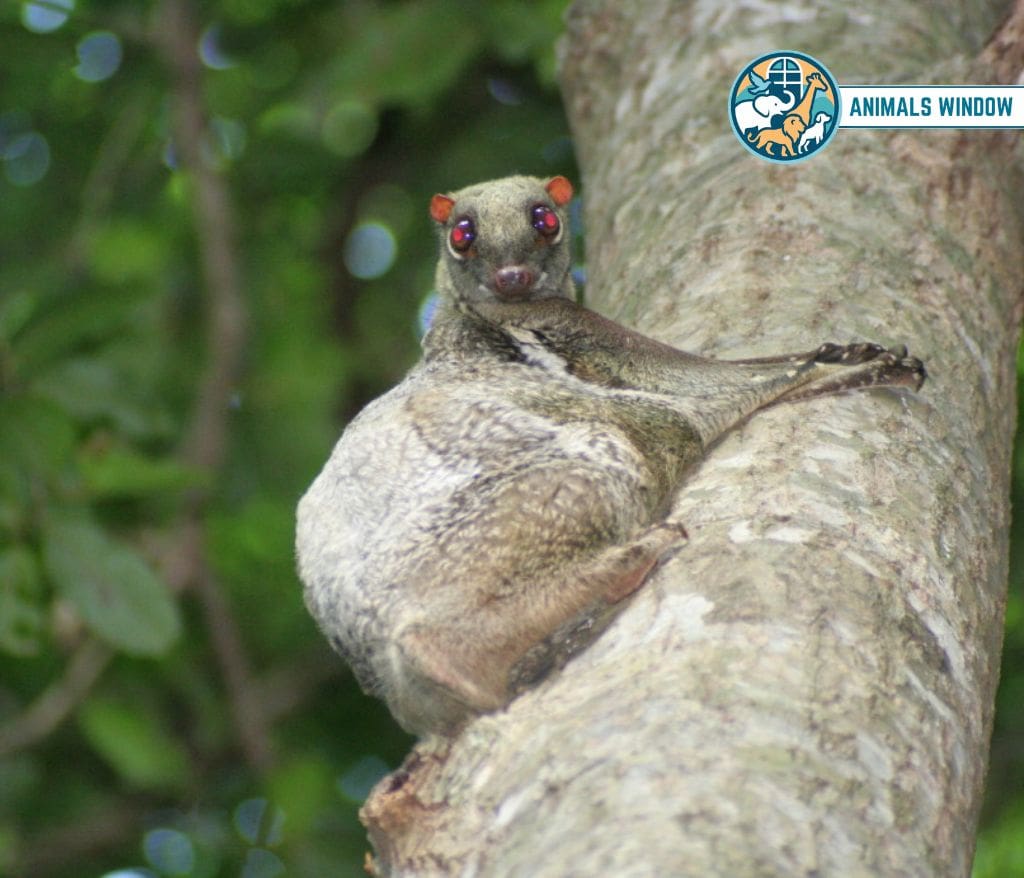 Sunda Colugo Shy Animal in the World