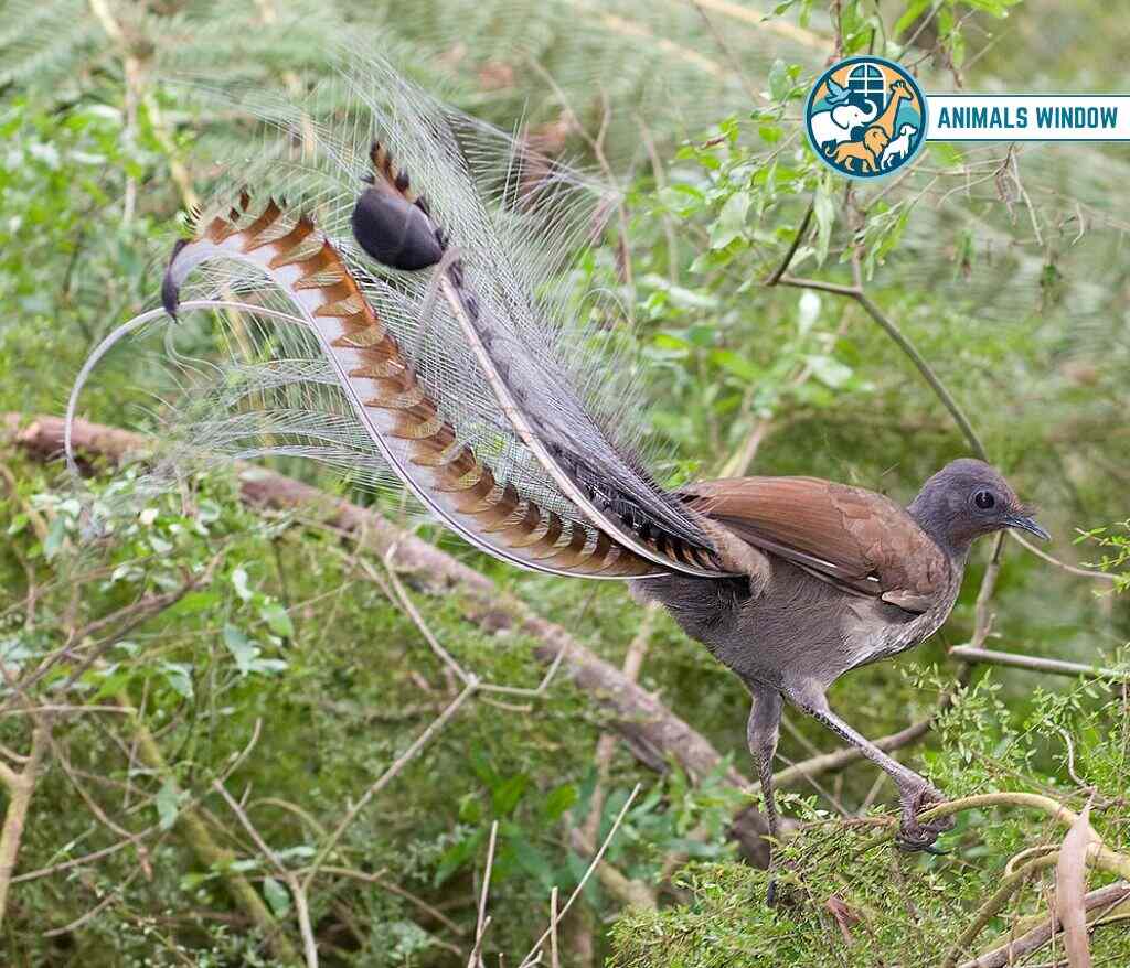 Superb Lyrebird Animals with Feathers