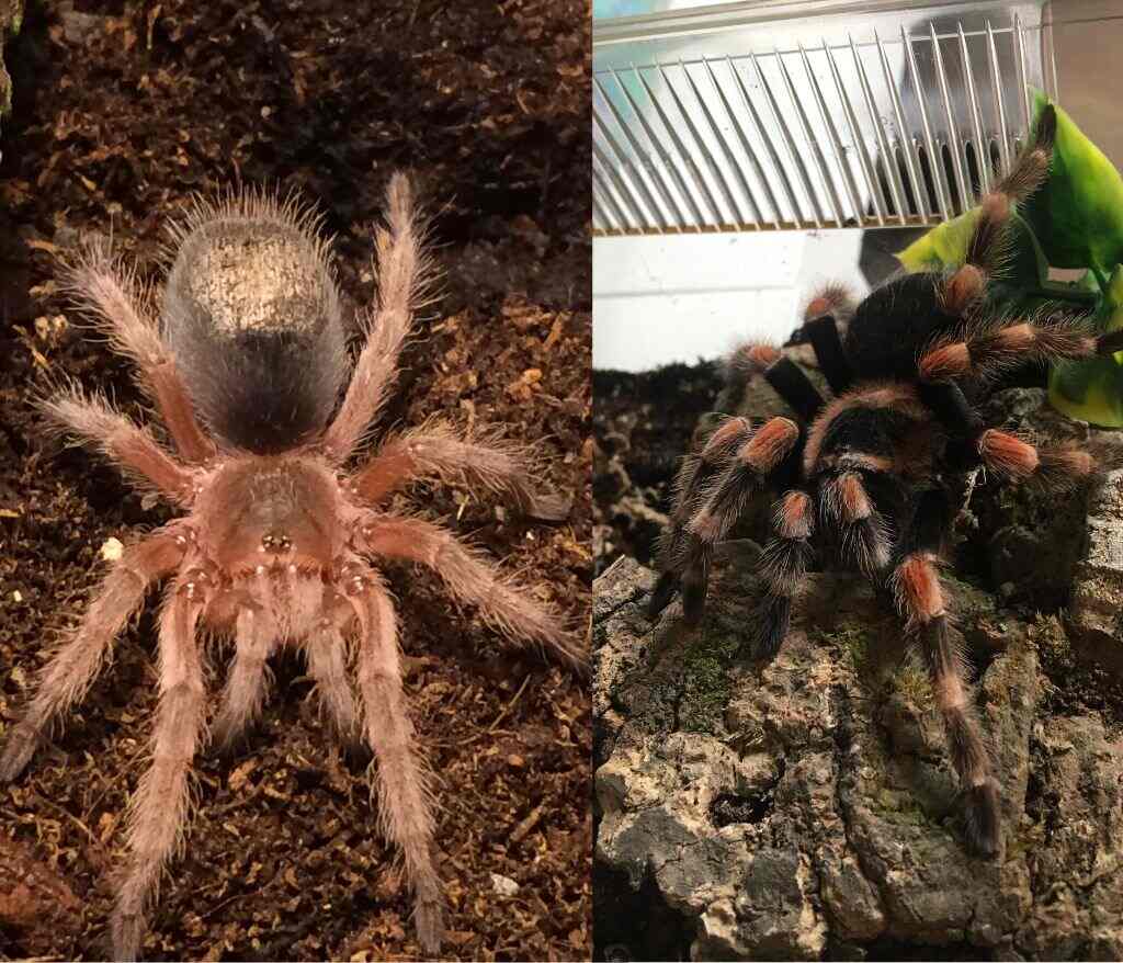 Tarantula Best Terrarium Animal