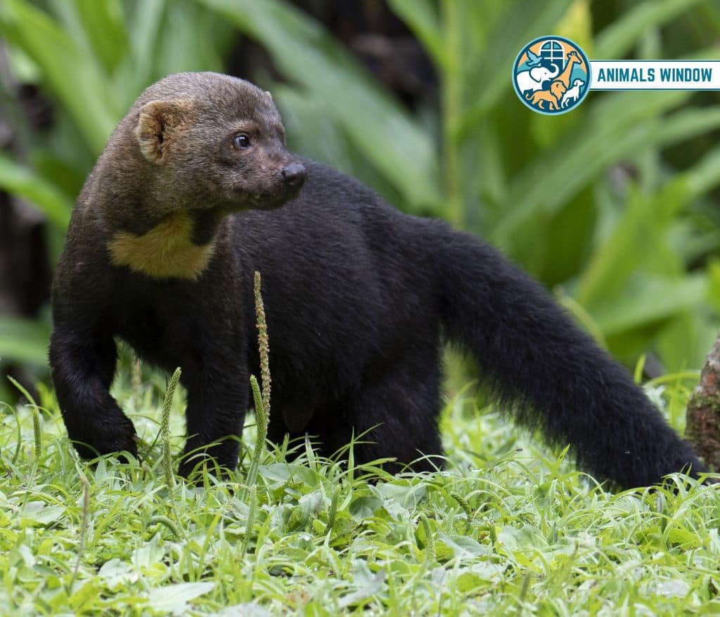 Tayra Animal Like Ferrets