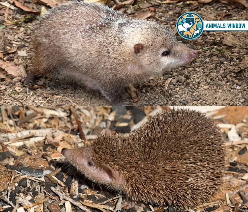 Tenrec Spiky Animals With Spikes, Scales, and Quills