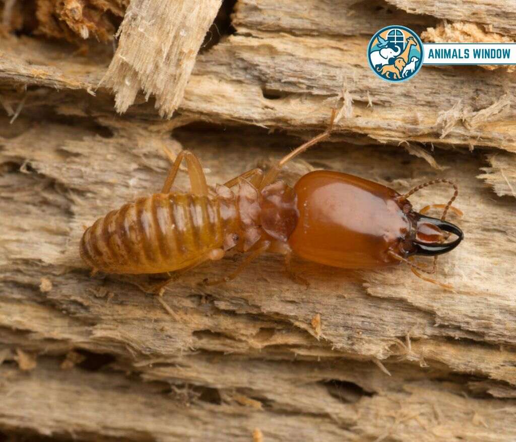 Termites Animal That Eat Wood