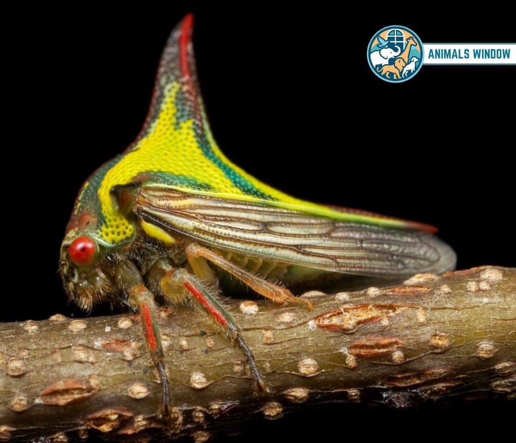 Thorn Bug Spiky Animal With Spikes, Scales, and Quills