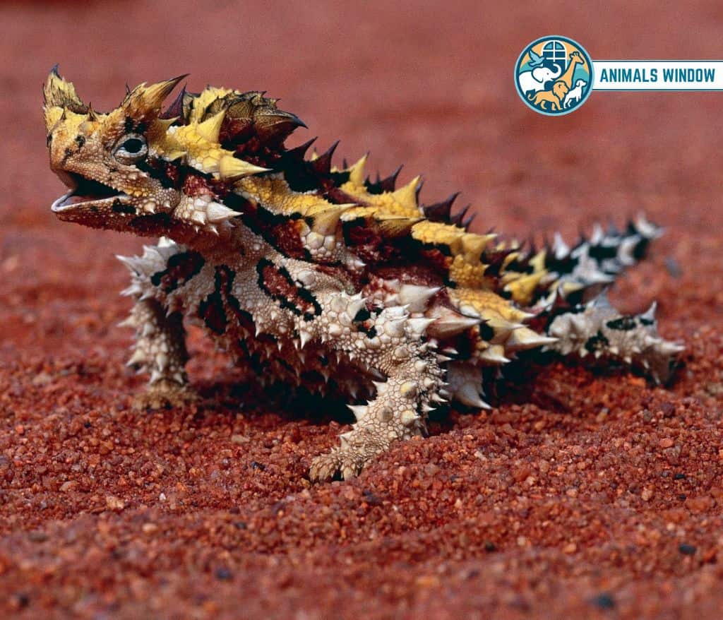 Thorny Devil Spiky Animal With Spikes, Scales, and Quills