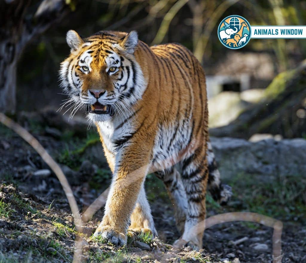 Tiger Animals That Growl on Earth