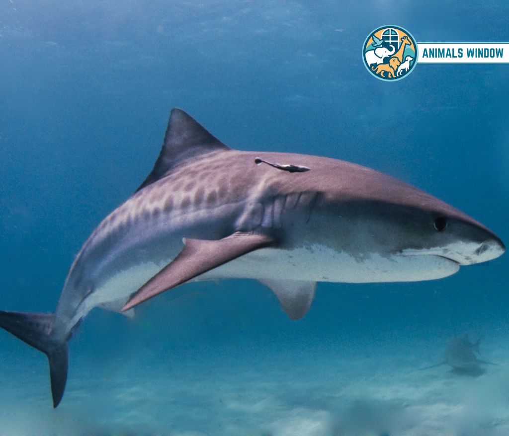 Tiger Shark Greedy Animal