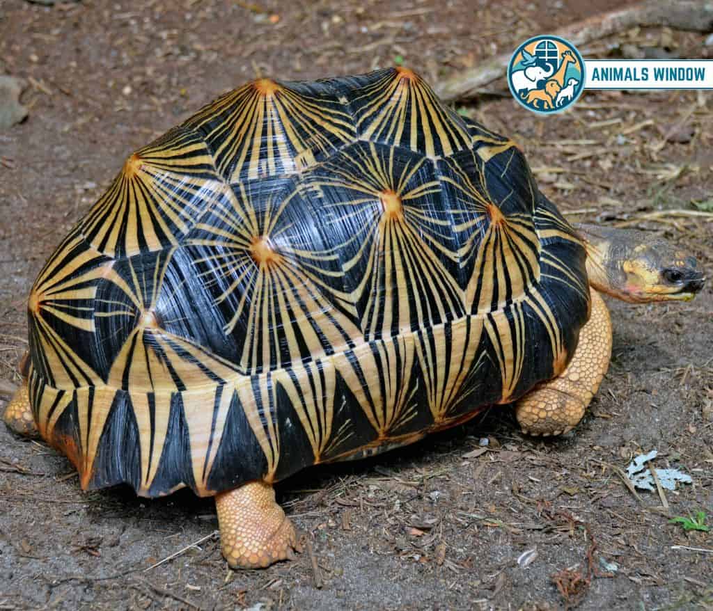 Tortoise Animals with Scales