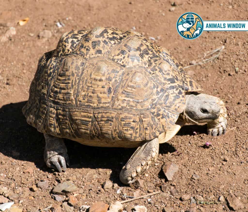 Tortoise Clumsy Animals